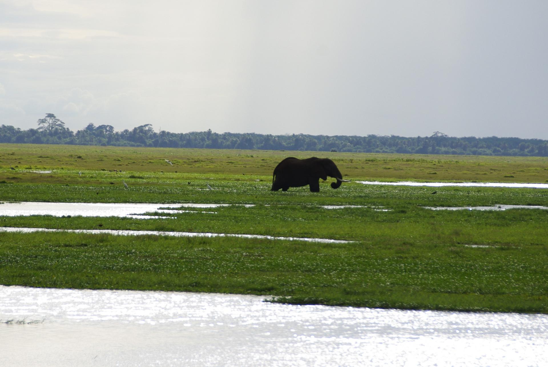 Amboseli 11