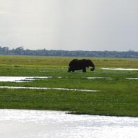 Amboseli 11