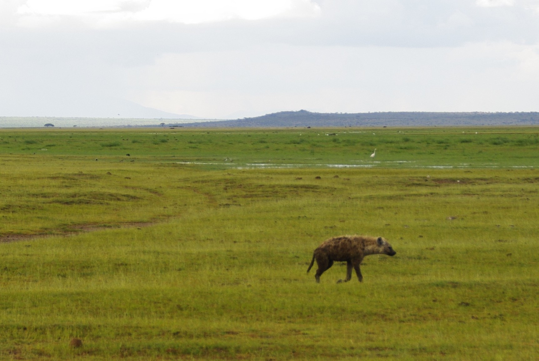 Amboseli 15 2