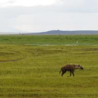 Amboseli 15 2