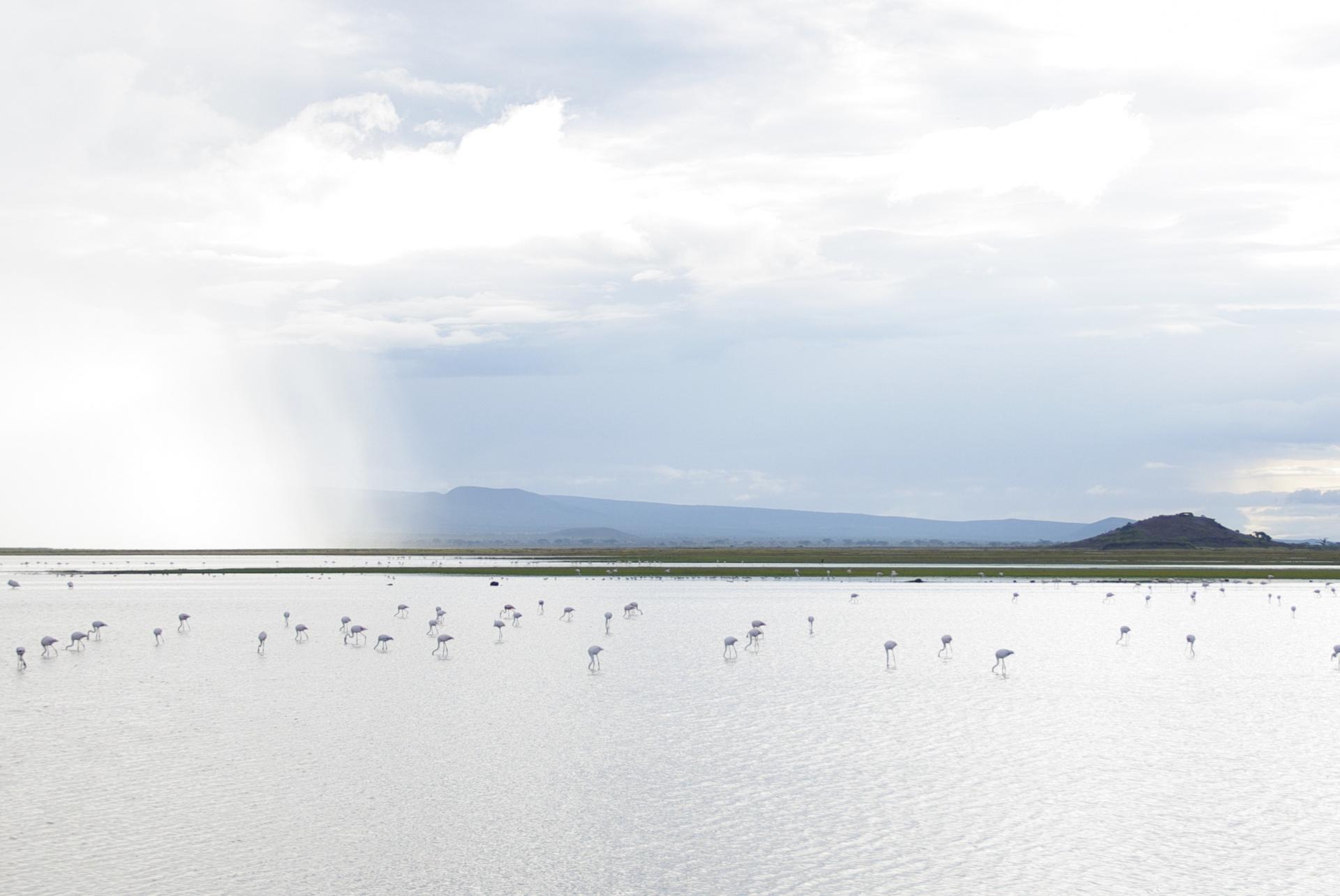 Amboseli 18