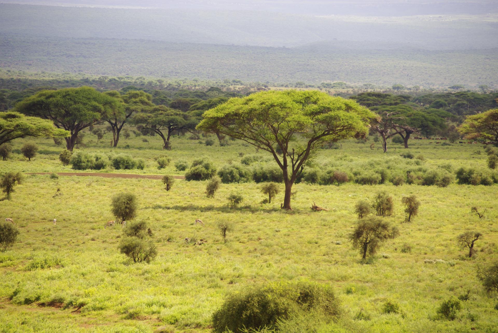 Amboseli 2