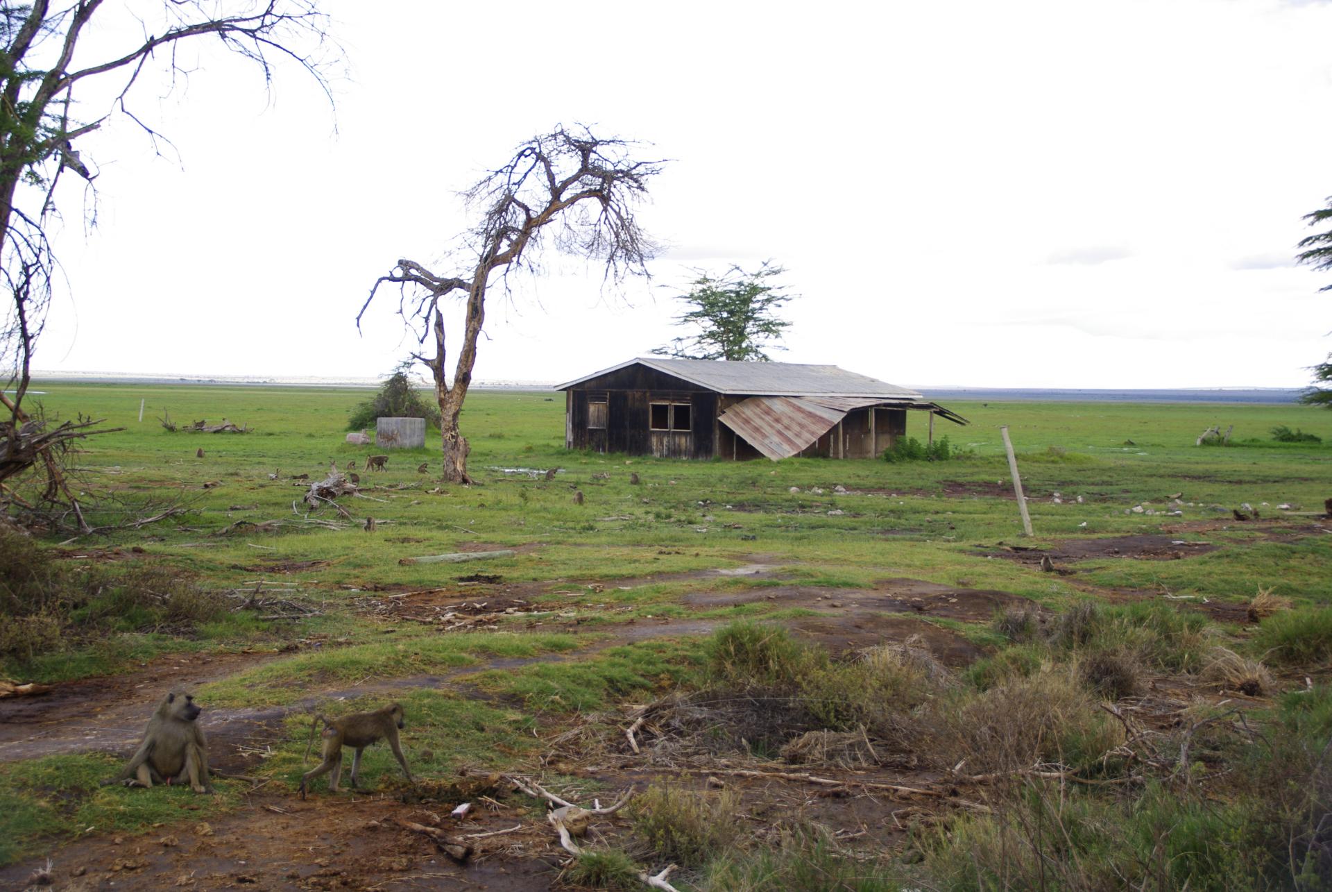 Amboseli 21