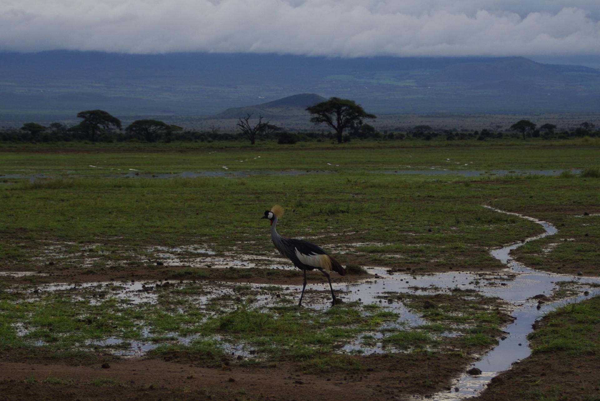 Amboseli 25 1