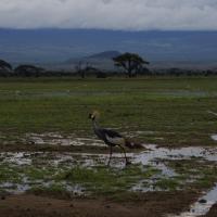 Amboseli 25
