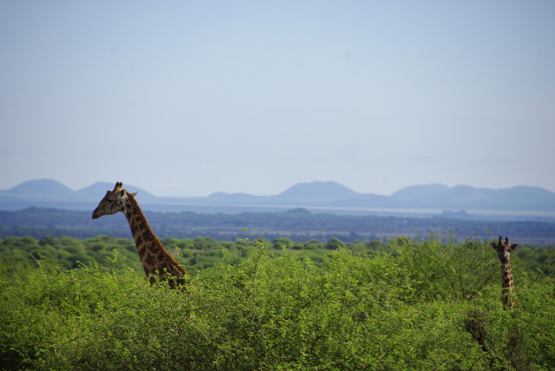 Amboseli 29