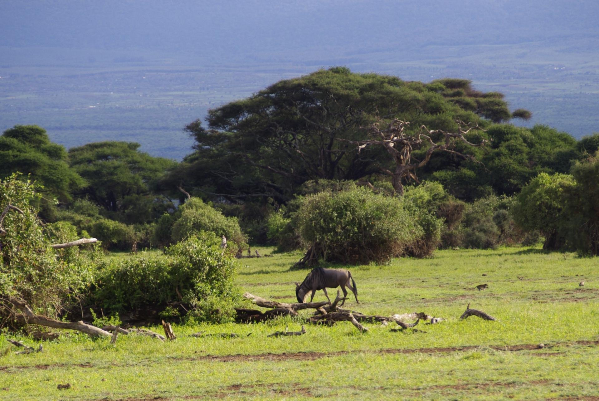 Amboseli 5 1