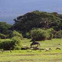 Amboseli 5