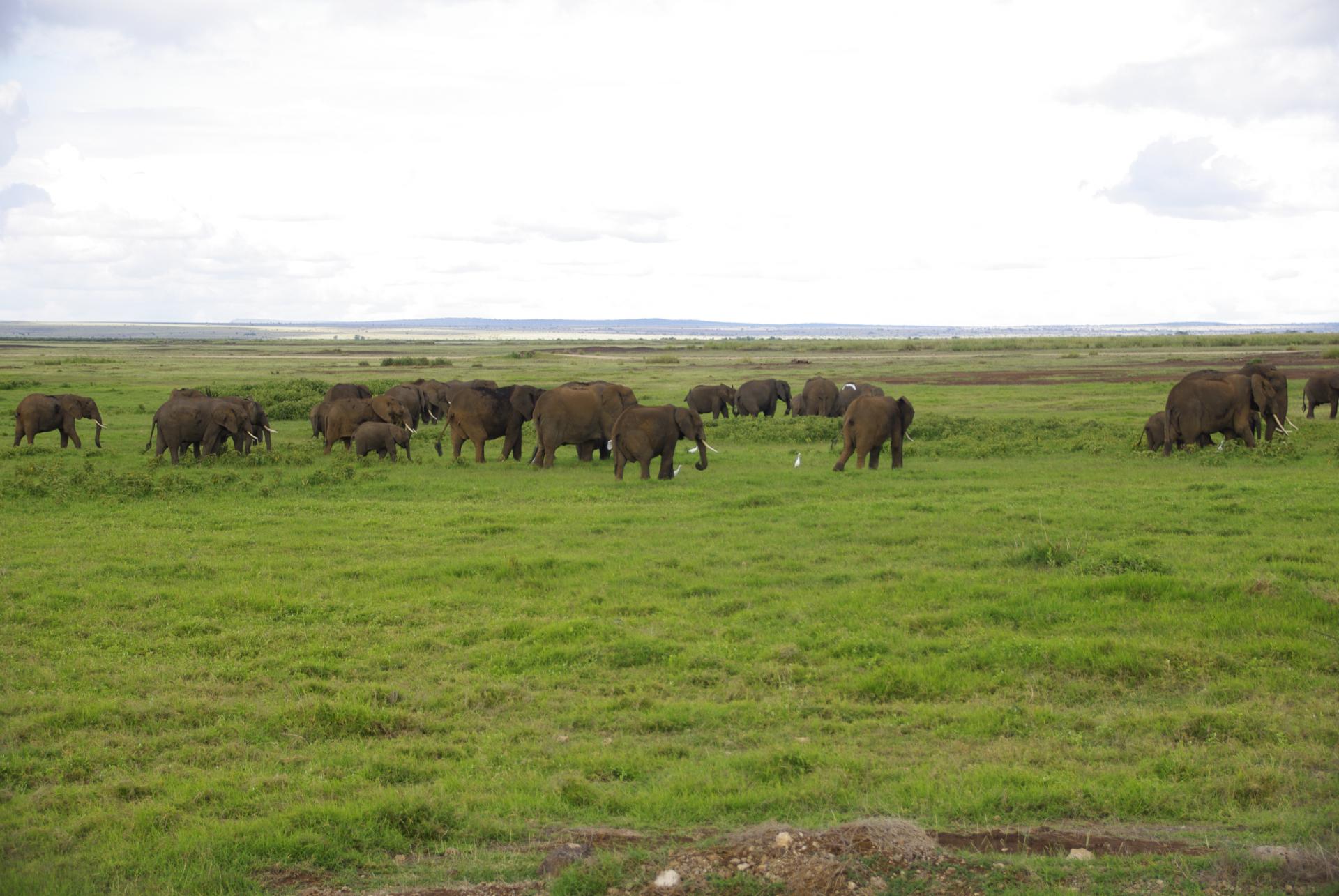 Amboseli 8 2