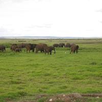 Amboseli 8 2