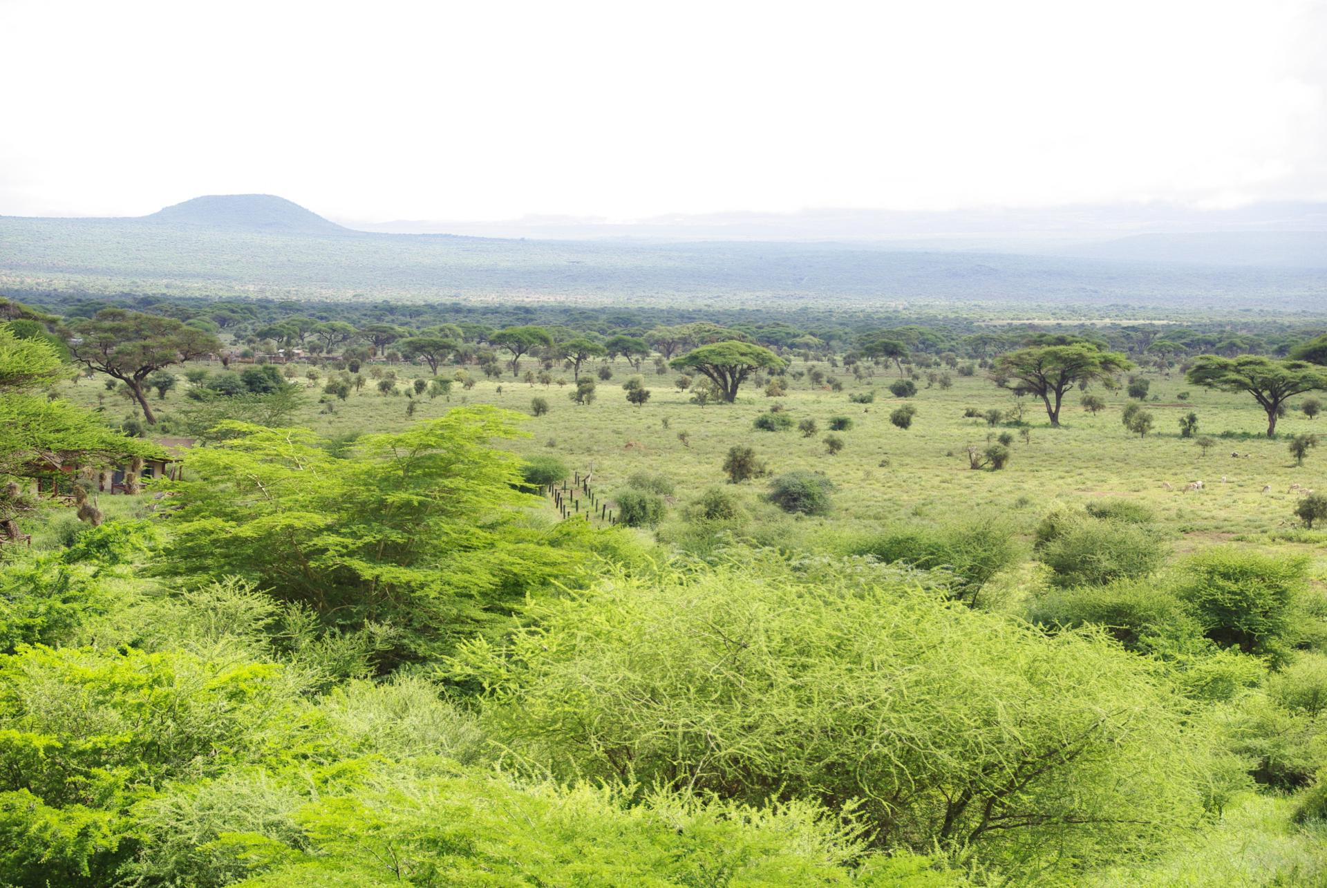 Amboseli