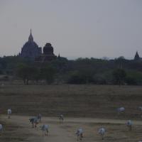 Bagan 16