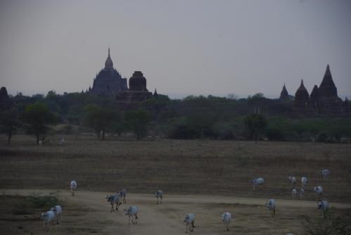 Bagan 16