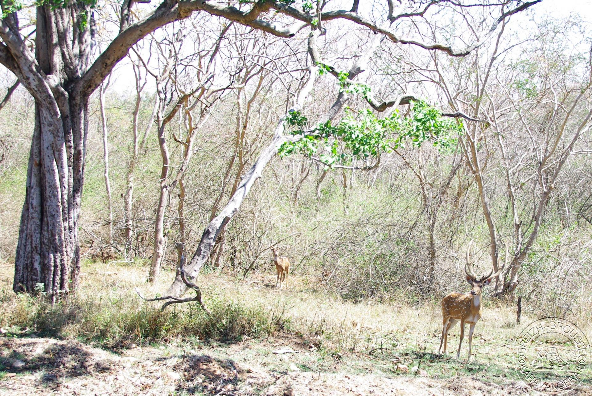 Bandipur