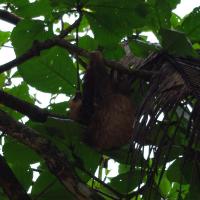 Cahuita paresseux
