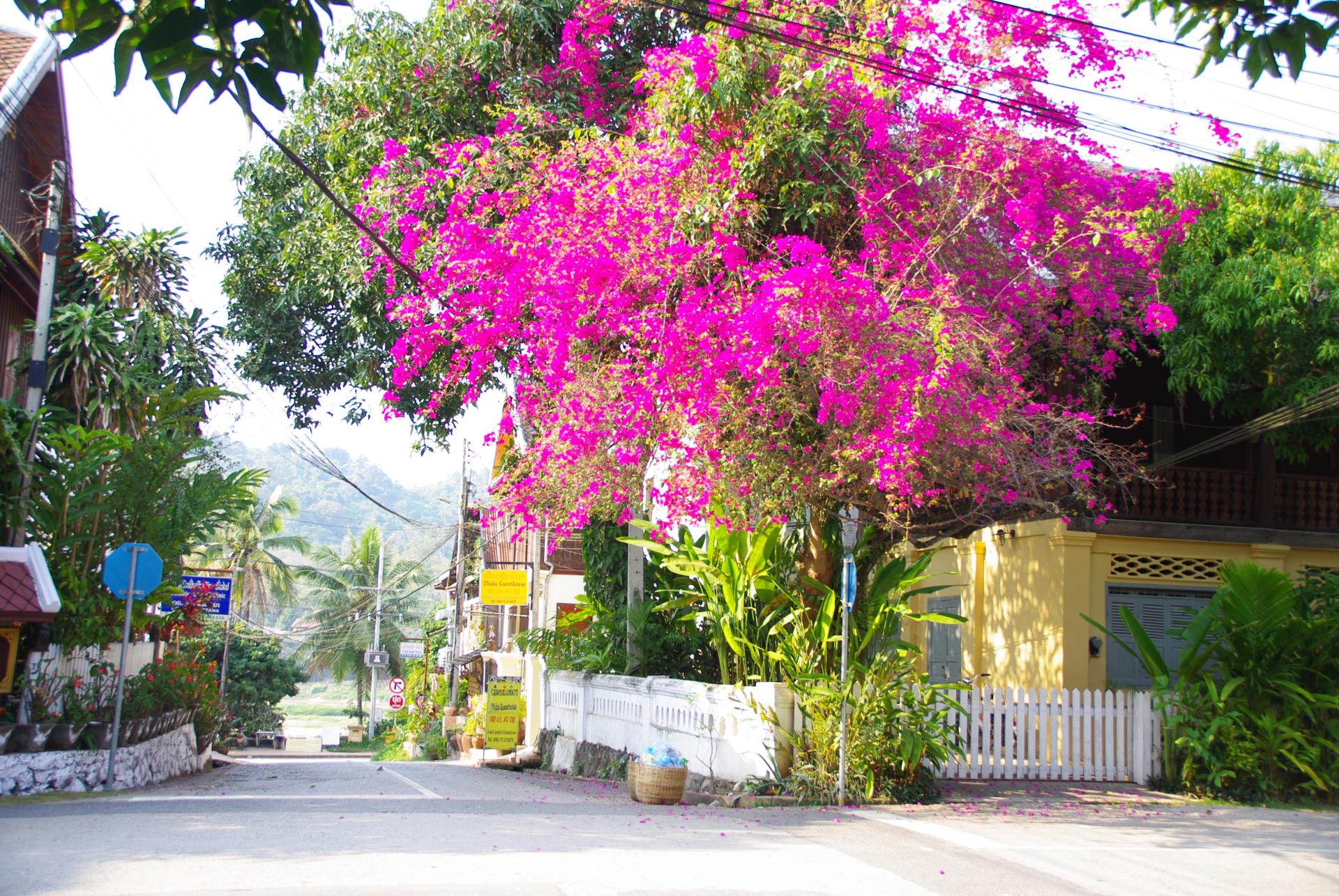 Luang prabang 23