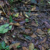 Monumente nacional guayabo 6