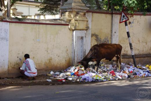 Mysore