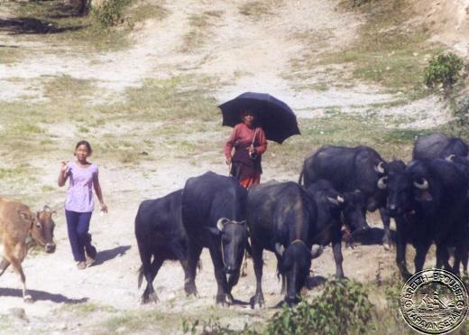 nagarkot