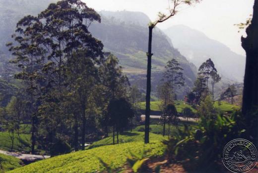 nuwara-eliya