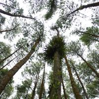 Panggung sakdah huttan