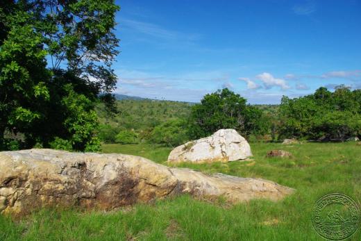 rinca