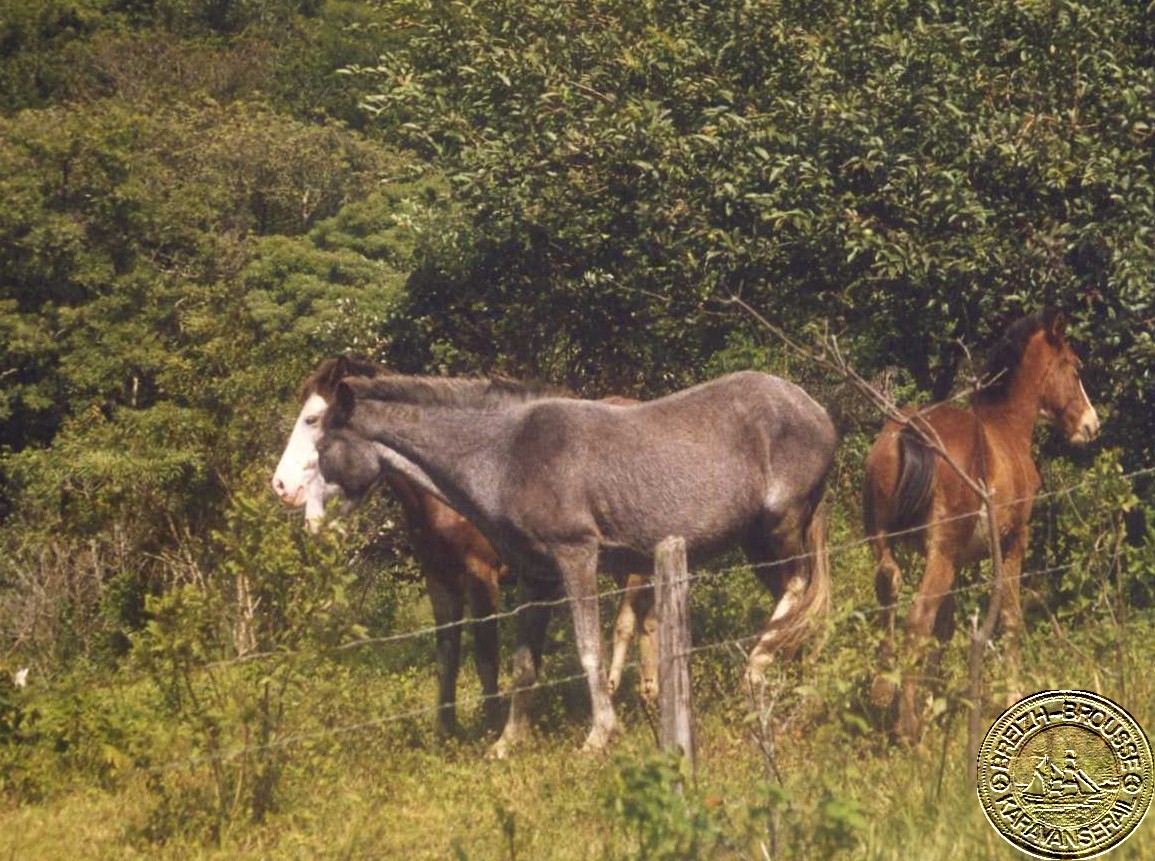 san-jorge