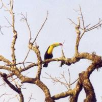 San jorge toucan