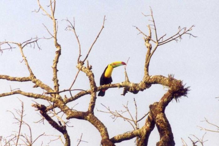 San jorge toucan