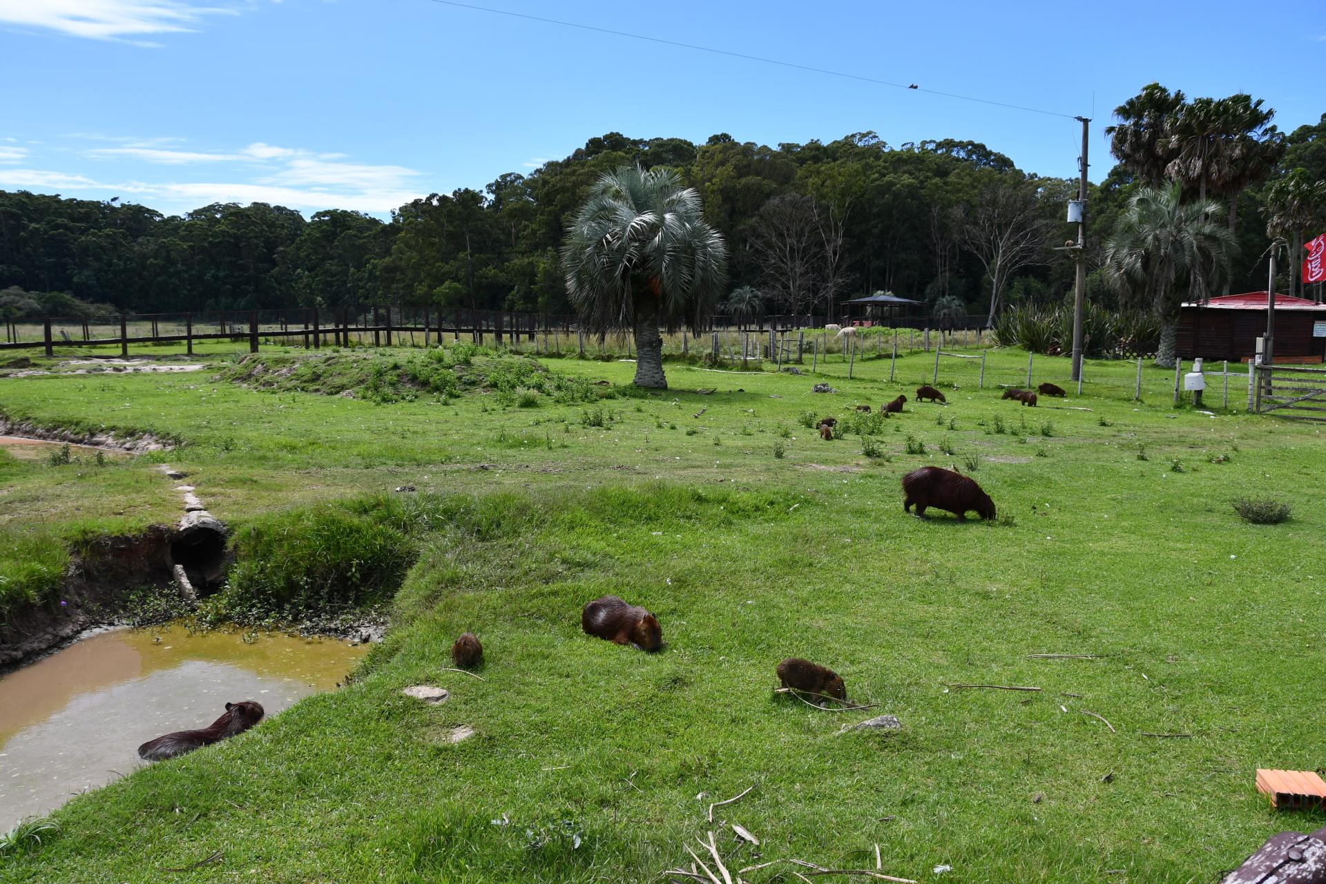 Santa teresa 21 capybaras