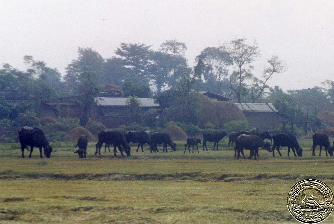 sauraha-10-1.jpg