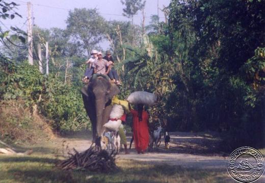 sauraha