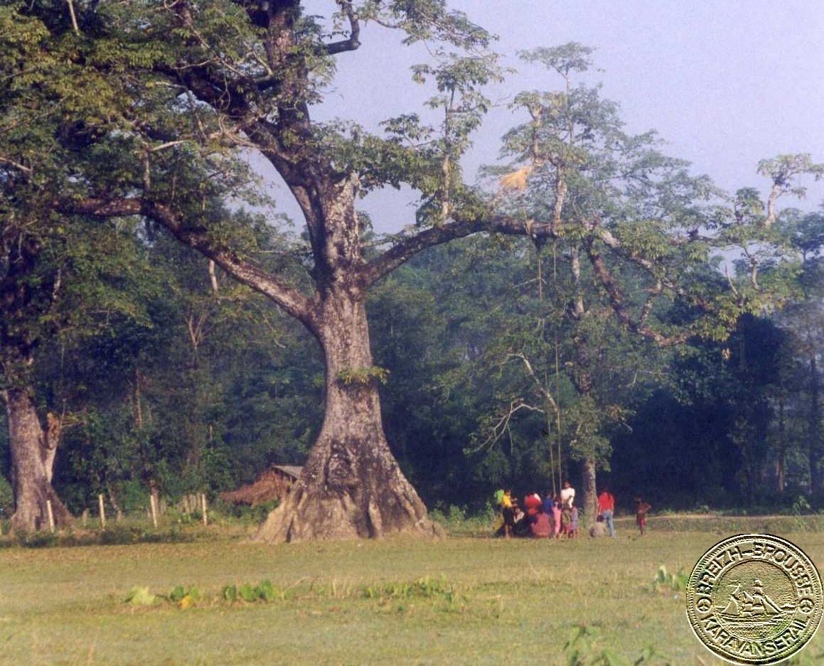 sauraha-2-1.jpg