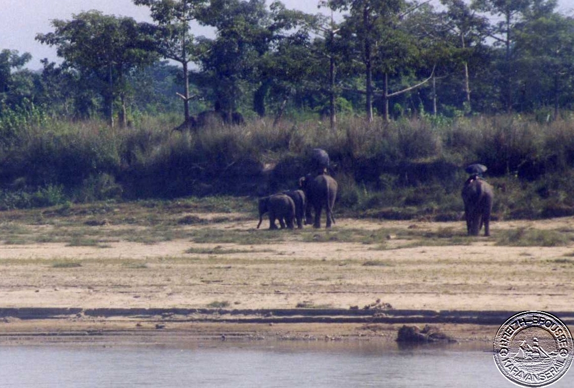 sauraha-5-1.jpg