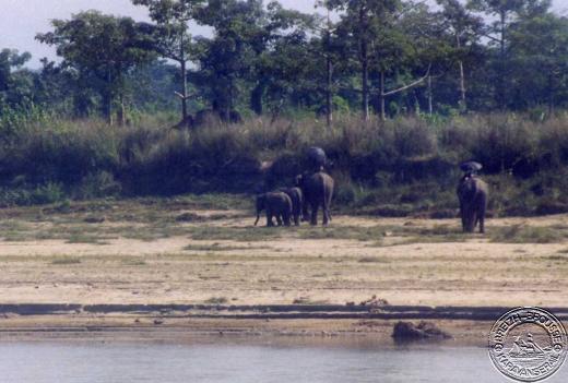 sauraha