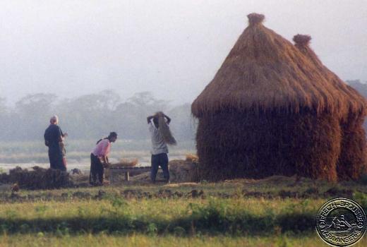 sauraha