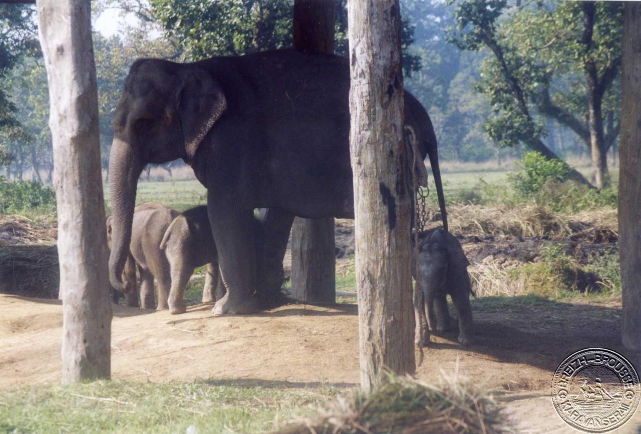 sauraha-7-1.jpg