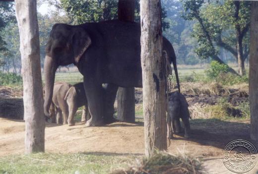 sauraha