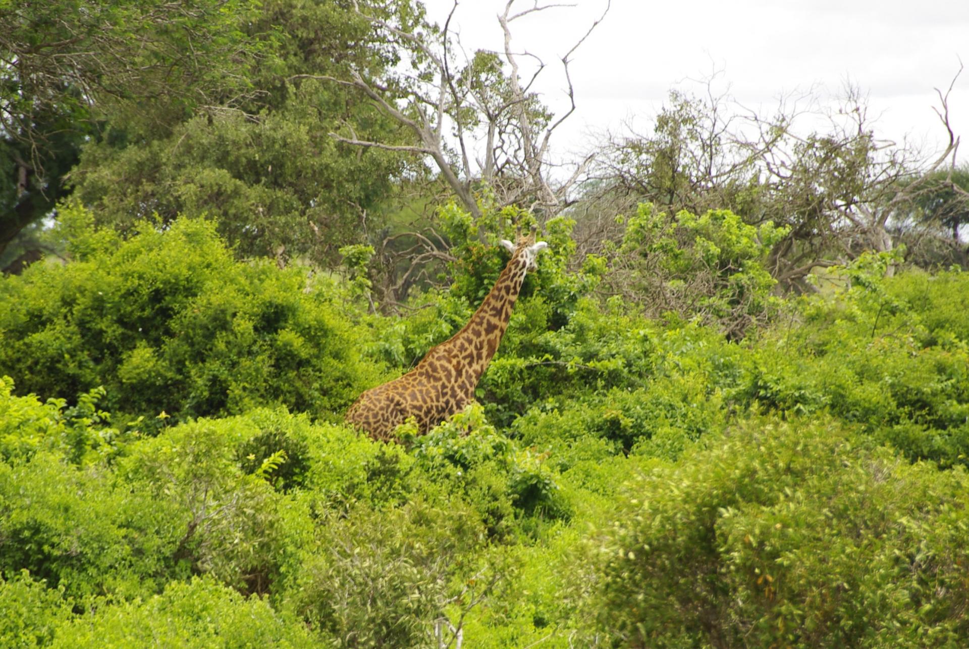 Tsavo est 19 1