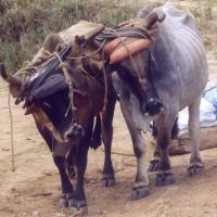 Vallee de los ingenios 3