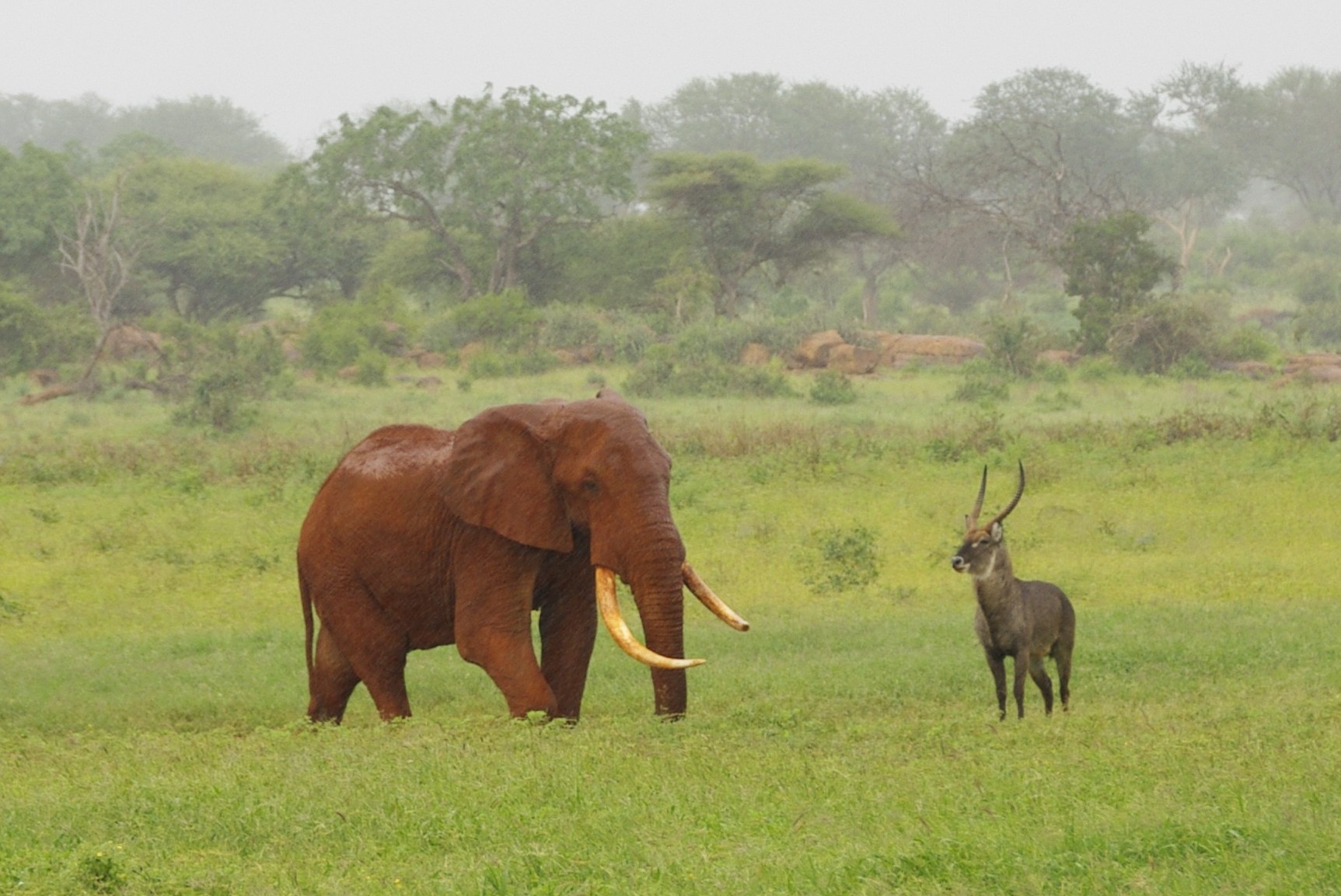 Voi safari lodge 3 1