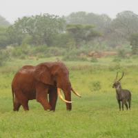 Voi safari lodge 3 1